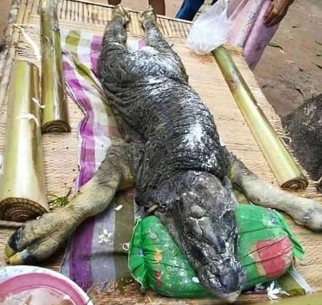 kerbau bersisik dan kulit buaya di thailand