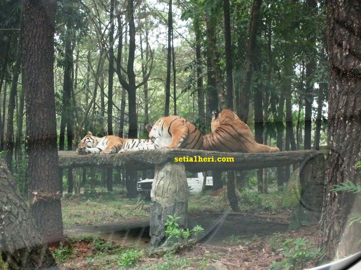 harimau di taman safari indonesia setia1heri com