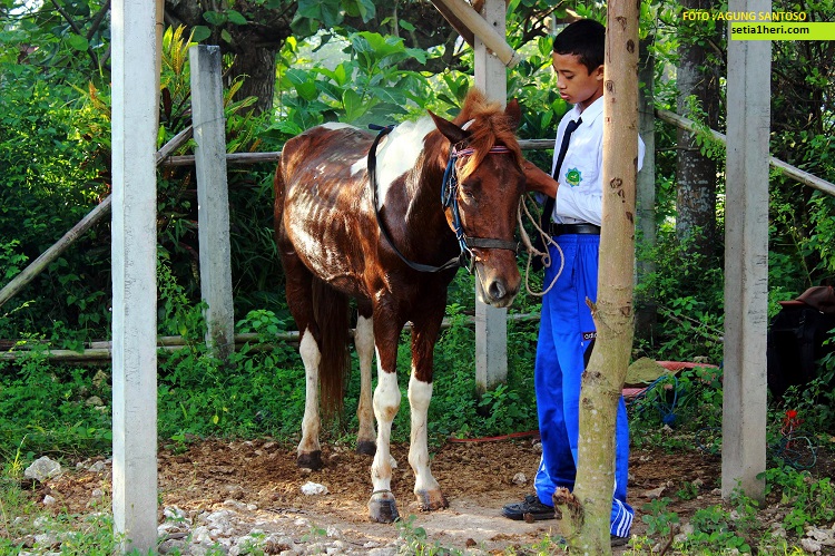 ulil albab pelajar SMPIT Ibnu Sina wuluhan jember pergi ke sekolah naik kuda (2)