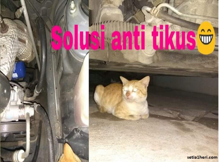 solusi anti tikus di mobil dengan memelihara kucing