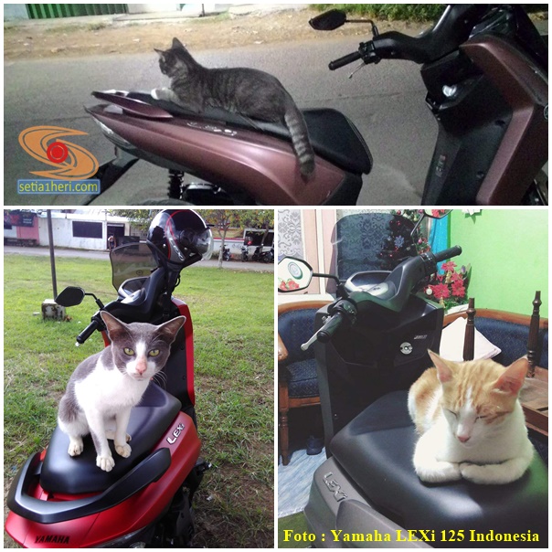 kucing bertengger di jok sepeda motor yamaha lexi