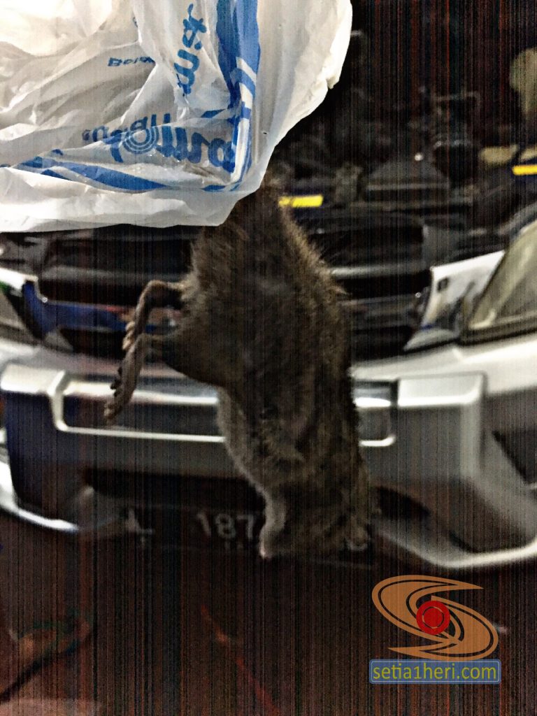 Tikus masuk kolong mesin mobil bikin timing belt copot gans...hiks.